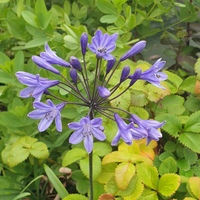 Agapanthus  'Black Buddhist'